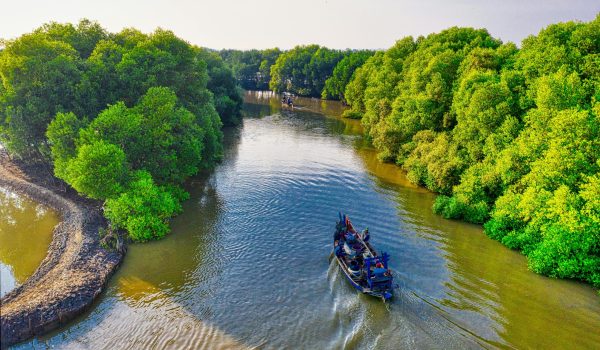 Aerial shot of a boat sailing through a lush mangrove forest river in daylight, showcasing vibrant greenery and natural beauty.